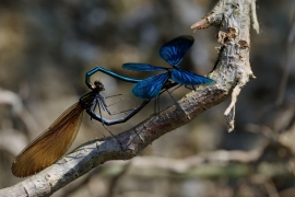 Blauflügel-Prachtlibelle - Calopterix virgo