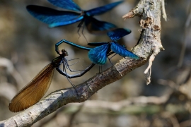 Blauflügel-Prachtlibelle - Calopterix virgo