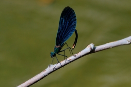 Blauflügel-Prachtlibelle - Calopterix virgo