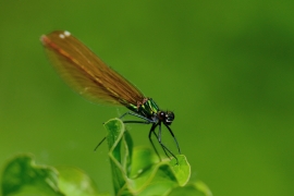 Blauflügel-Prachtlibelle - Calopterix virgo