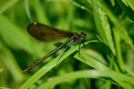 Blauflügel-Prachtlibelle - Calopterix virgo