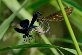 Blauflügel-Prachtlibelle - Calopterix virgo