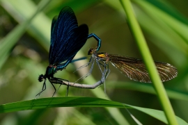 Blauflügel-Prachtlibelle - Calopterix virgo