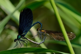 Blauflügel-Prachtlibelle - Calopterix virgo