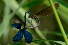 Blauflügel-Prachtlibelle - Calopterix virgo