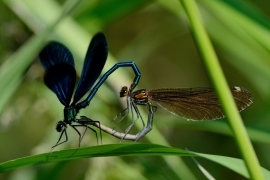 Blauflügel-Prachtlibelle - Calopterix virgo