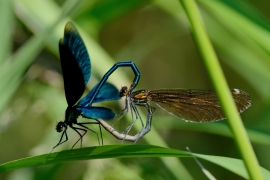 Blauflügel-Prachtlibelle - Calopterix virgo