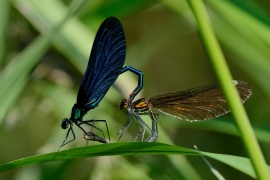 Blauflügel-Prachtlibelle - Calopterix virgo