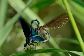 Blauflügel-Prachtlibelle - Calopterix virgo