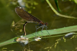 Blauflügel-Prachtlibelle - Calopterix virgo