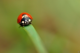 Marienkäfer