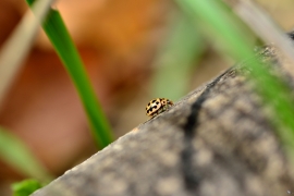 Marienkäfer