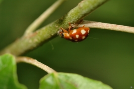 Marienkäfer