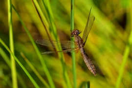 Crocothemis erythraea - Feuerlibelle