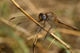 Crocothemis erythraea - Feuerlibelle