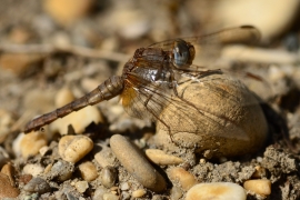 Crocothemis erythraea - Feuerlibelle