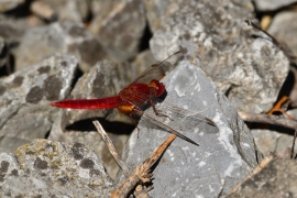 Crocothemis erythraea - Feuerlibelle