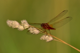 Crocothemis erythraea - Feuerlibelle