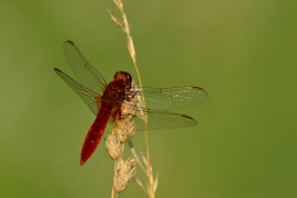 Crocothemis erythraea - Feuerlibelle