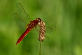 Crocothemis erythraea - Feuerlibelle