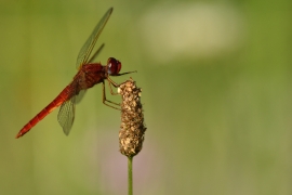 Crocothemis erythraea - Feuerlibelle