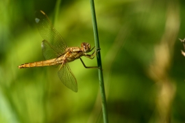 Crocothemis erythraea - Feuerlibelle