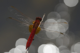 Crocothemis erythraea - Feuerlibelle