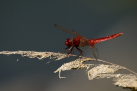 Crocothemis erythraea - Feuerlibelle