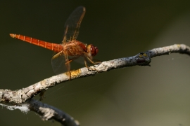 Crocothemis erythraea - Feuerlibelle