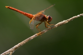 Crocothemis erythraea - Feuerlibelle