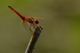 Crocothemis erythraea - Feuerlibelle