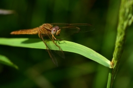 Crocothemis erythraea - Feuerlibelle