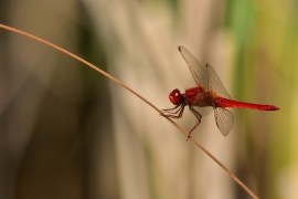 Crocothemis erythraea - Feuerlibelle