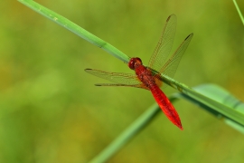 Crocothemis erythraea - Feuerlibelle