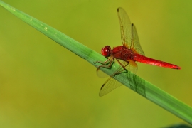 Crocothemis erythraea - Feuerlibelle