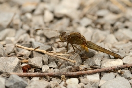 Crocothemis erythraea - Feuerlibelle