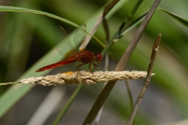 Crocothemis erythraea - Feuerlibelle