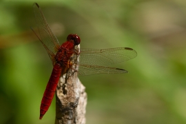 Crocothemis erythraea - Feuerlibelle