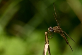 Crocothemis erythraea - Feuerlibelle