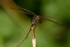 Crocothemis erythraea - Feuerlibelle