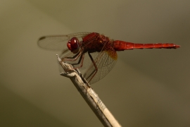 Crocothemis erythraea - Feuerlibelle