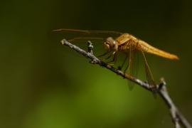 Crocothemis erythraea - Feuerlibelle