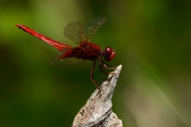 Crocothemis erythraea - Feuerlibelle