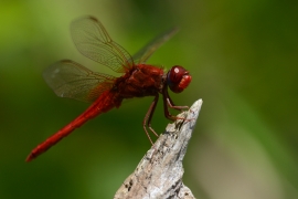 Crocothemis erythraea - Feuerlibelle