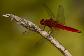 Crocothemis erythraea - Feuerlibelle