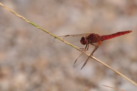 Crocothemis erythraea - Feuerlibelle