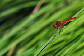 Crocothemis erythraea - Feuerlibelle