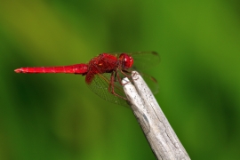 Crocothemis erythraea - Feuerlibelle