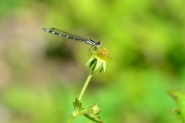 Enallagma cyathigerum - Gemeine Becherjungfer