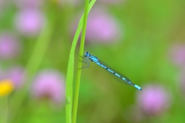 Enallagma cyathigerum - Gemeine Becherjungfer